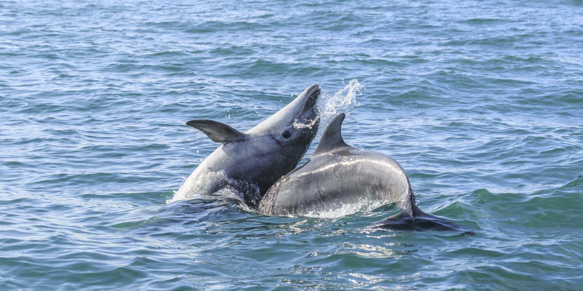 Spot Dolphins